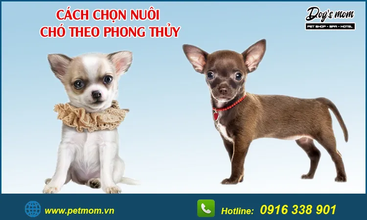 Chó Corgi với tông màu vàng trắng là sự lựa chọn tuyệt vời cho người sinh năm 1984
