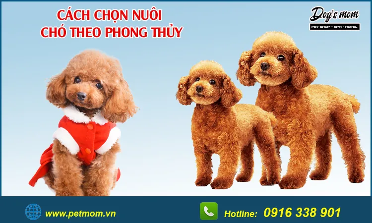 Đặt tên cho chó theo phong thủy cũng là cách gia tăng rung động tích cực cho bản mệnh gia chủ