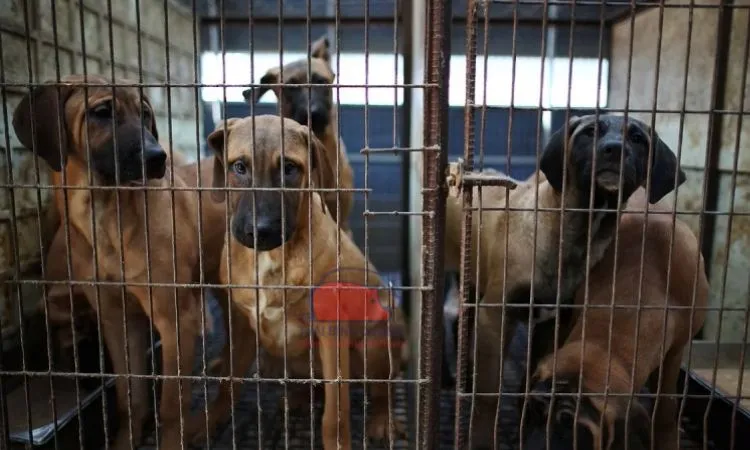 Các mô hình nuôi chó thịt hiện nay