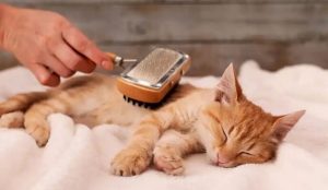 Nuôi Mèo Có Khó Không? Cần Chuẩn Bị Những Gì Khi Nuôi Mèo