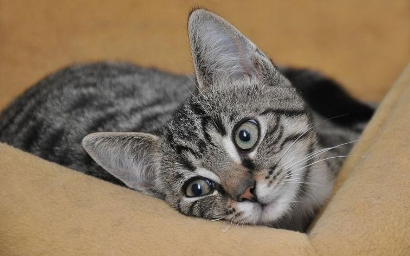 nuoi-meo-co-kho-khong-nhung-dieu-can-biet-truoc-khi-bat-dau