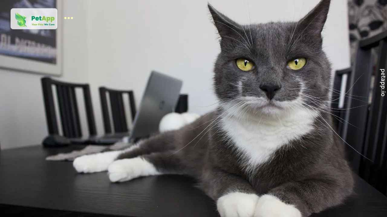 Các màu lông mèo phổ biến từ trắng, đen, cam đến tam thể