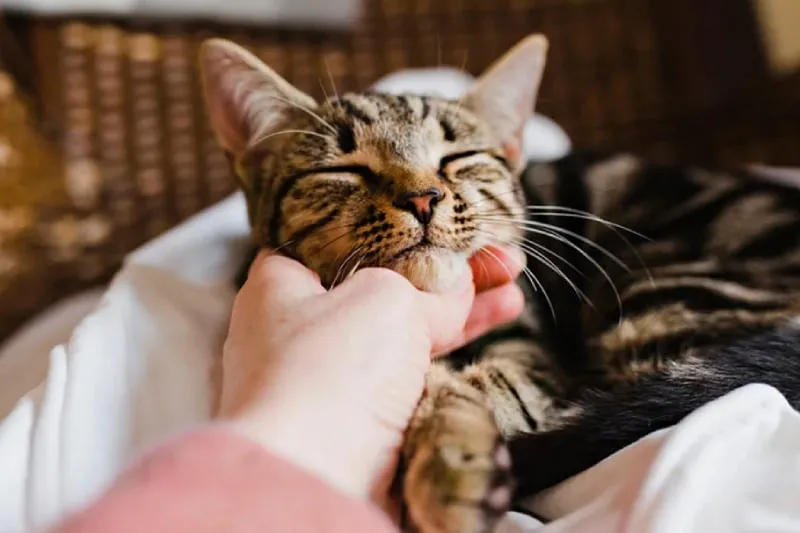 Các phụ kiện cho mèo nên mang màu sắc hài hòa với ngũ hành để duy trì vượng khí