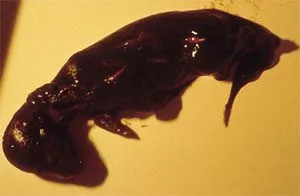 Mèo nằm yên tĩnh sau khi sảy thai, cần được theo dõi sức khỏe cẩn thận