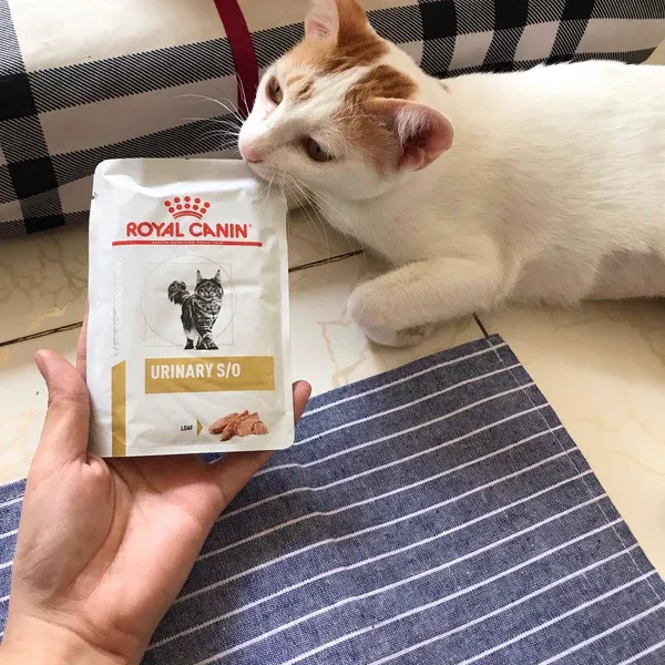Pate Royal Canin Urinary S/O chuyên biệt