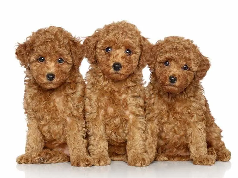 Chó Poodle lông xoăn