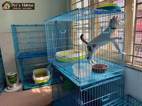 Trông giữ chó mèo giá rẻ TPHCM