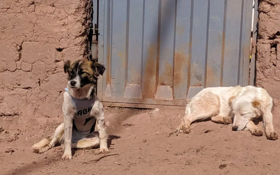 Triệt sản mèo là giải pháp nhân đạo để bảo vệ sức khỏe và kiểm soát số lượng mèo hoang