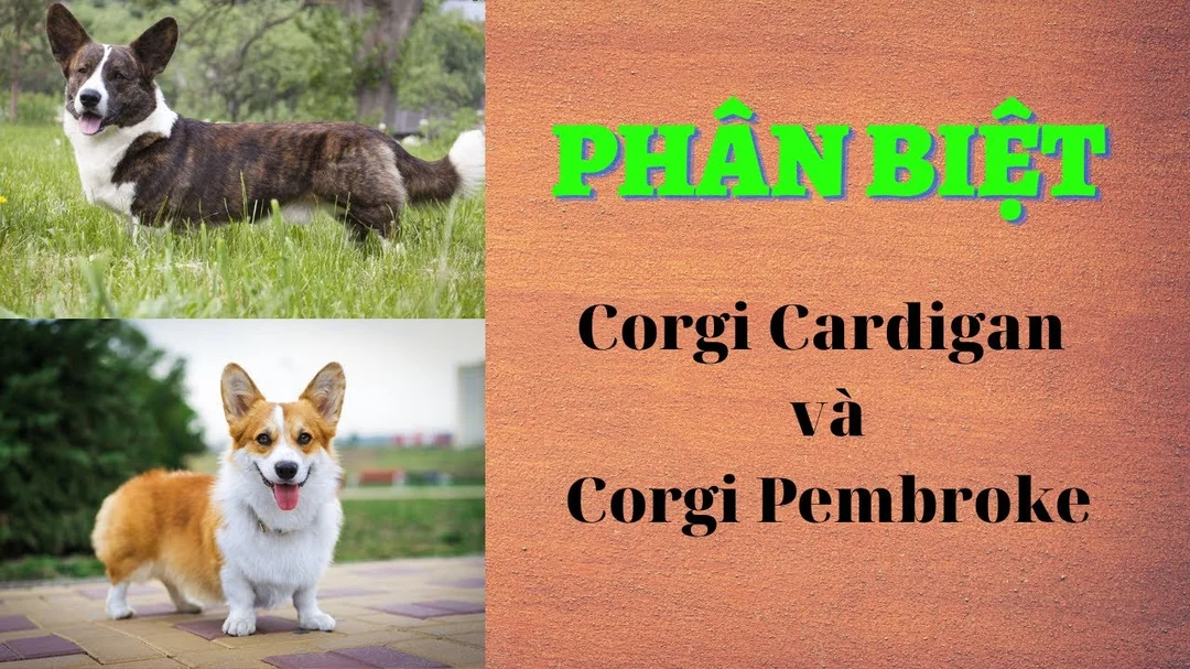 Phân biệt Corgi Cardigan vs Pembroke
