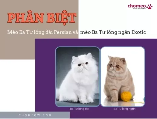 Phân biệt chi tiết mèo Ba Tư lông dài Persian và mèo Ba Tư lông ngắn Exotic