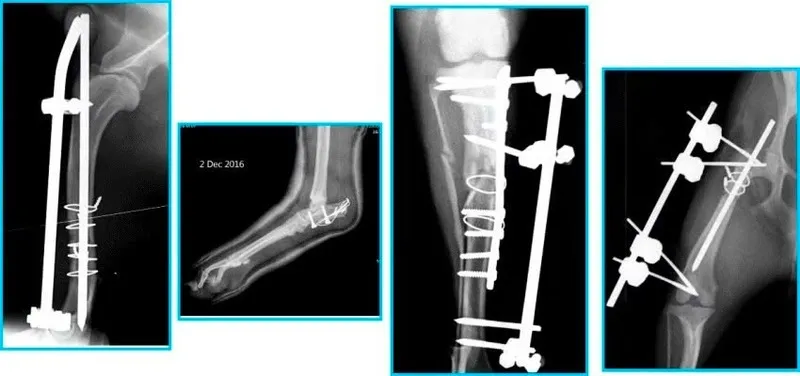 Cận cảnh xương chân sau của mèo bị tổn thương