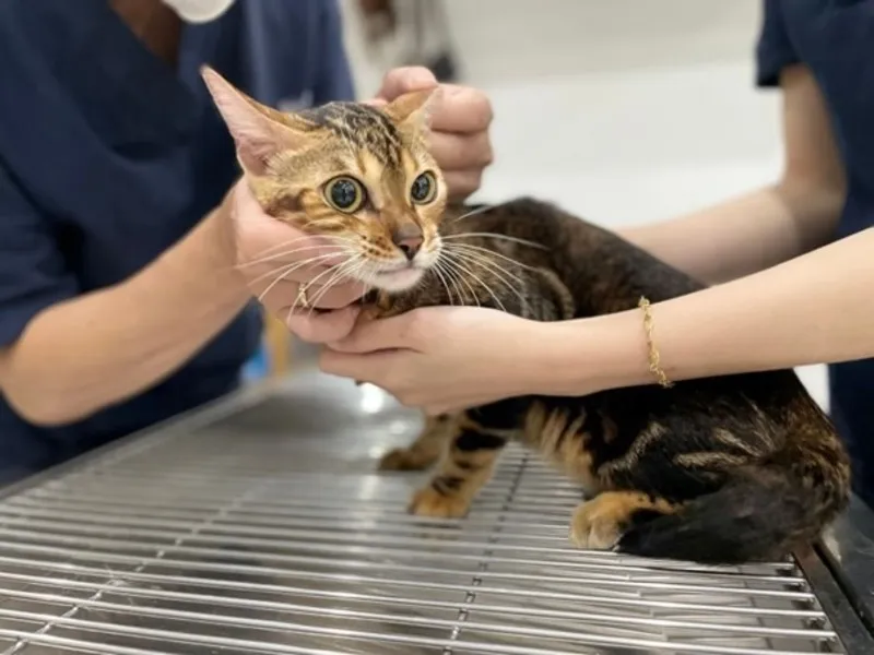 Phẫu thuật điều trị mèo bị trật khớp chân sau tại bệnh viện thú y