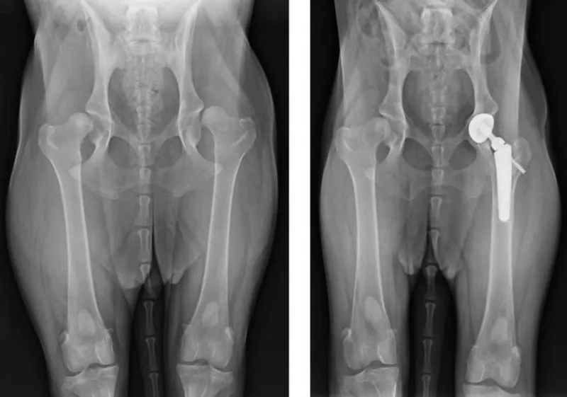 Kiểm tra lâm sàng cho mèo trước khi can thiệp y tế