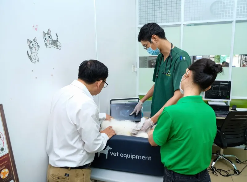 Mèo phục hồi vận động sau khi được điều trị xương khớp