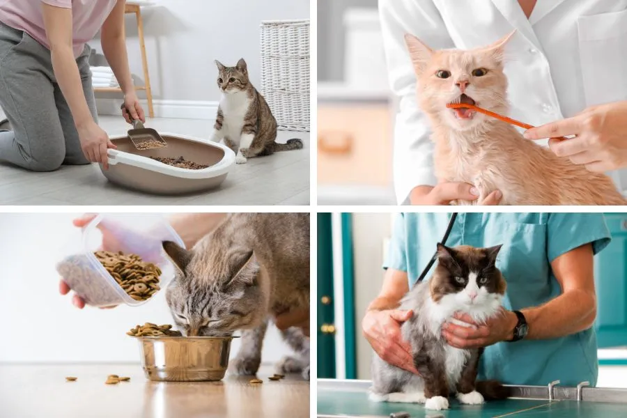 Các biện pháp phòng ngừa giúp mèo tránh bị sưng môi dưới