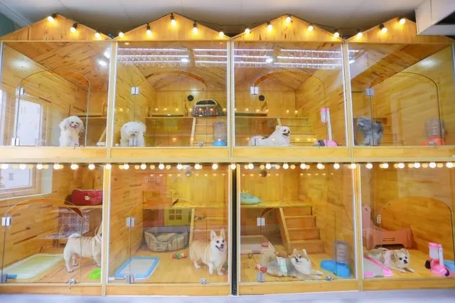 Phòng Penthouse cao cấp có lối kiến trúc độc đáo dành cho các giống chó lớn