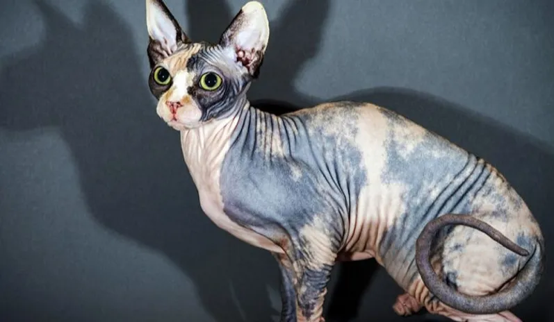 Mèo Sphynx với màu da hồng phớt đặc trưng