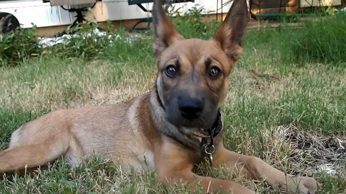 Chó Becgie lai Pitbull với cơ bắp vượt trội và bản tính mạnh mẽ