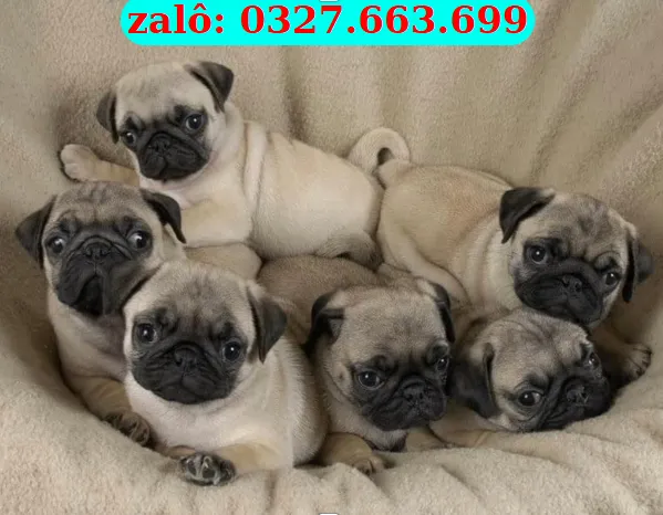 Chó Pug tại Đà Nẵng