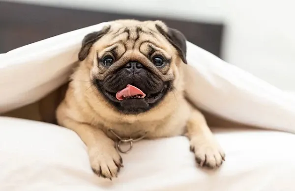 Chó Pug
