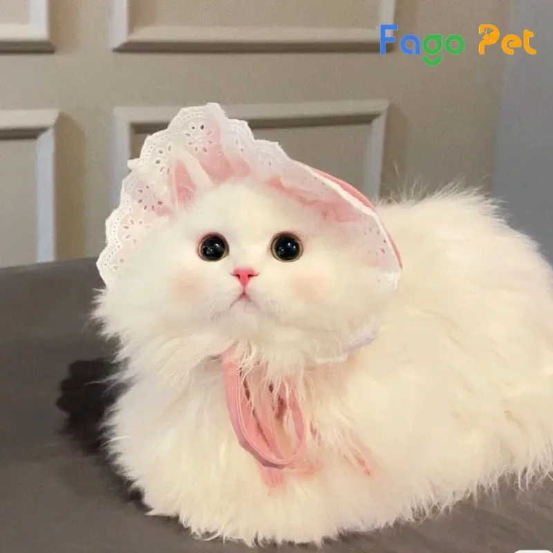 Cận cảnh khuôn mặt bánh bao đặc trưng của giống mèo Anh lông dài trắng