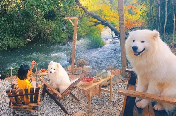 quán cafe chó Đà Lạt