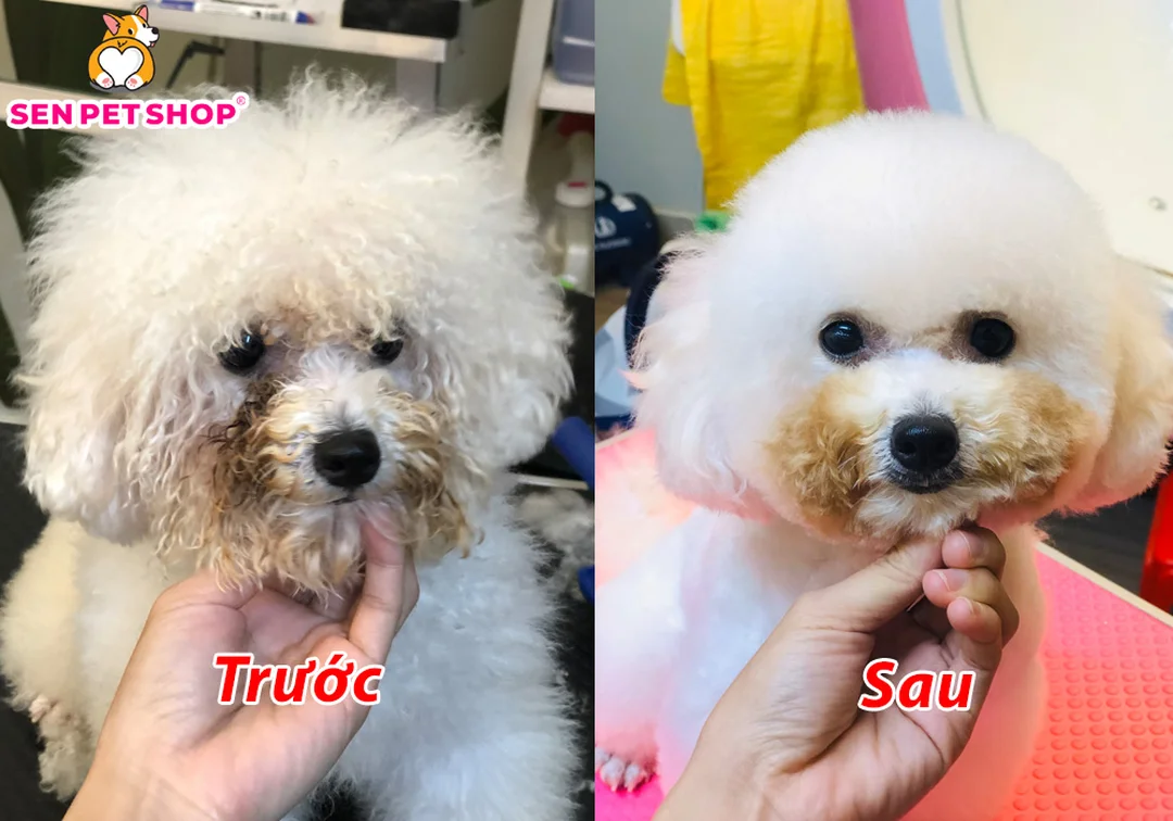 quy trình cắt lông chó corgi và tỉa lông chó tại nhà