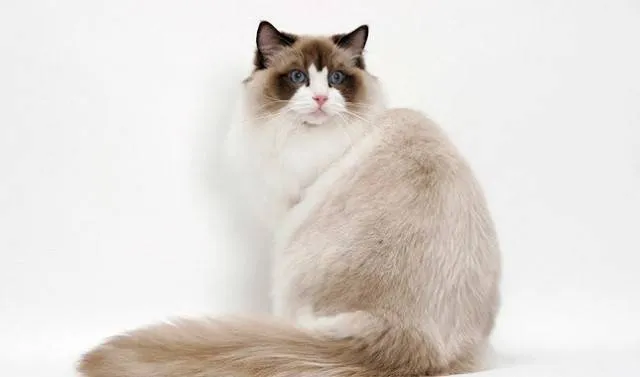 Vẻ đẹp huyền bí của Ragdoll
