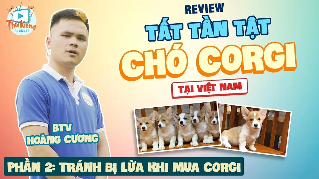 Review cách chọn mua chó Corgi khỏe mạnh tại Việt Nam