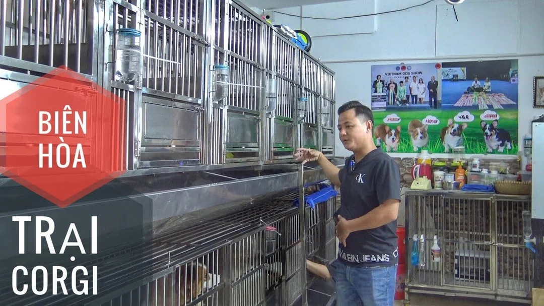 Review trại chó Corgi hàng Việt Nam chất lượng cao