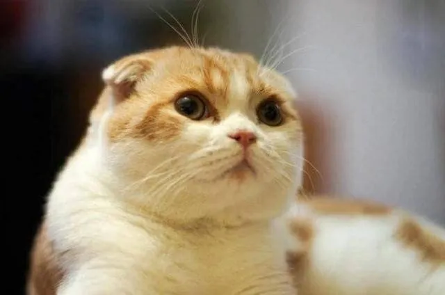 Tan chảy trước vẻ đẹp Scottish Fold