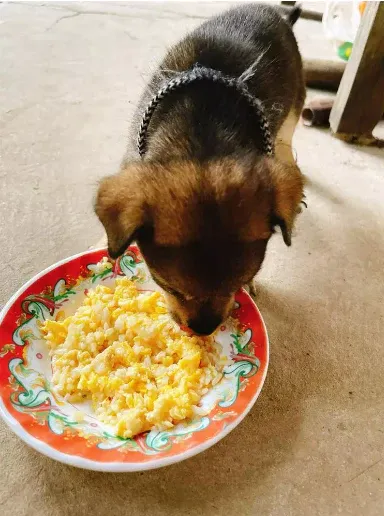 cach-lam-thuc-an-kho-cho-cho