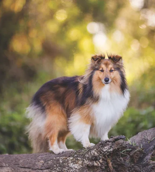 giong-cho-shetland-sheepdog