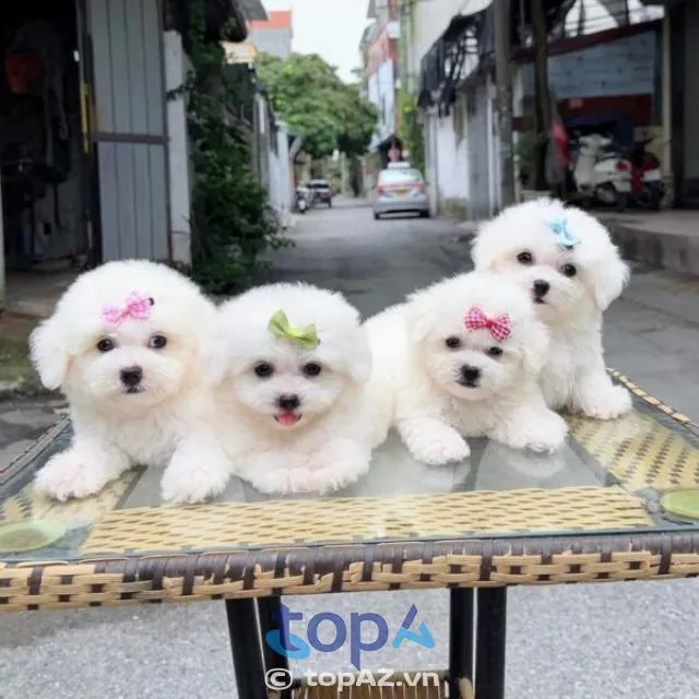 Shop bán chó cảnh ở Hà Nội, Mập Pet House