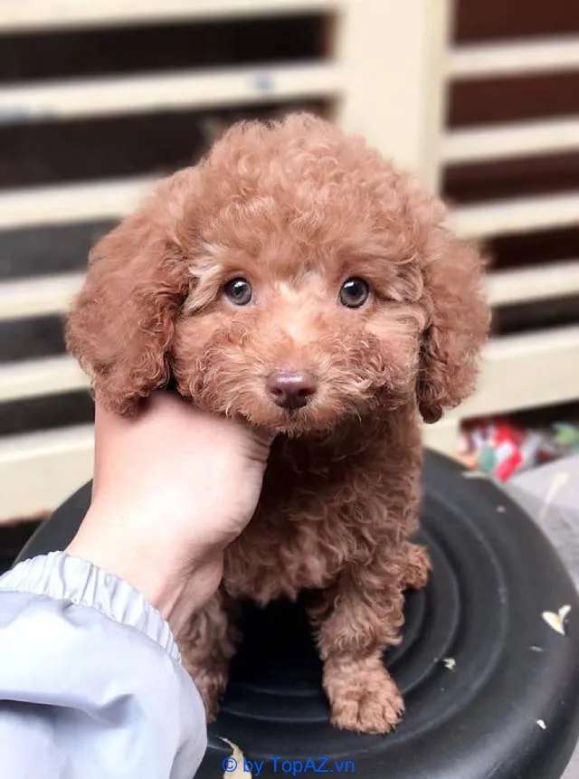 shop bán chó cảnh tại Hà Nội