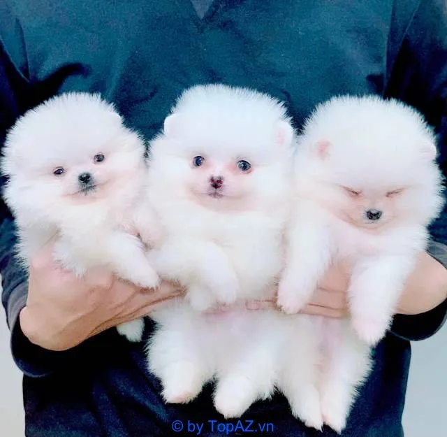 mua chó cảnh giá tốt