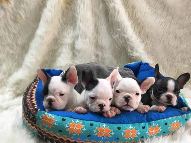 mua chó cảnh giá tốt