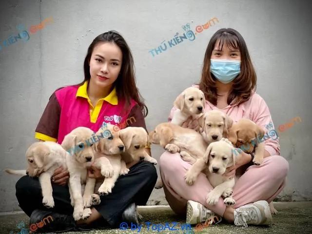 shop bán chó cảnh tại Hà Nội