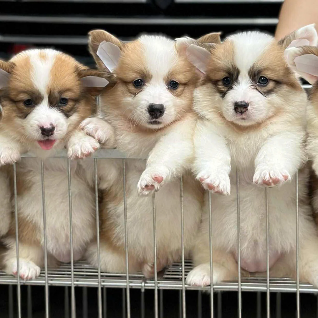 shop chó corgi có hồ sơ và tư vấn rõ ràng