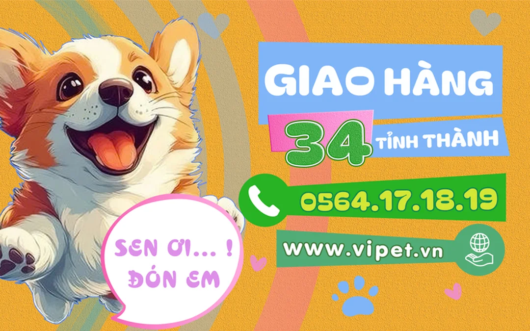 shop chó corgi uy tín có chó con khỏe mạnh