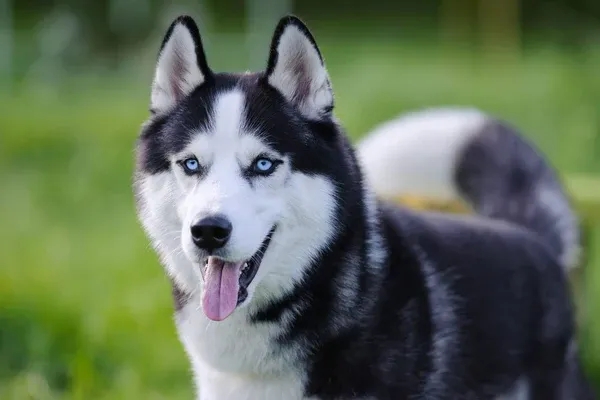 Siberian Husky với bộ lông dày và đôi mắt xanh đặc trưng