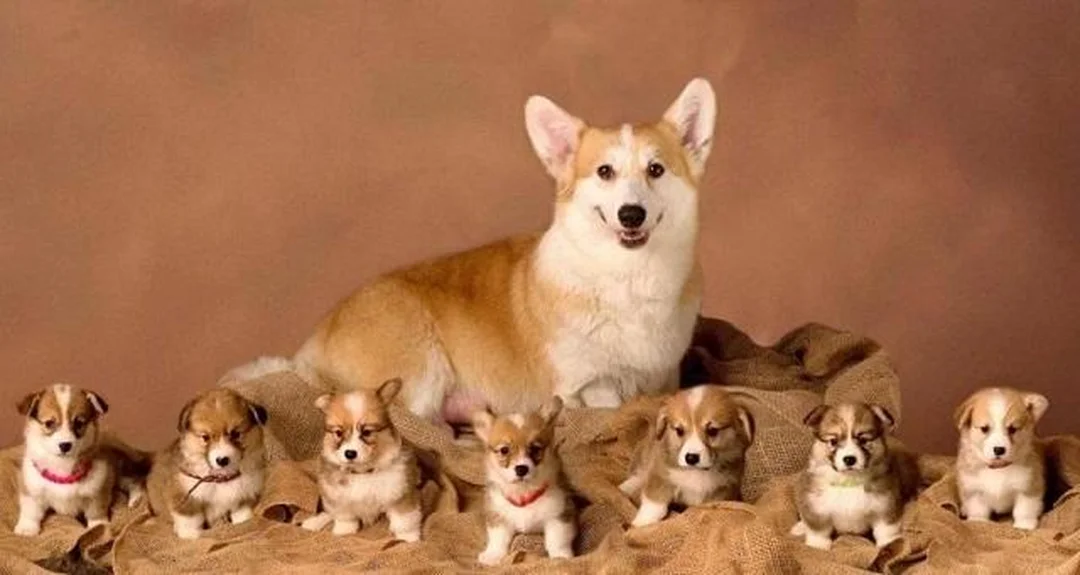 so sánh corgi nhập khẩu và corgi sinh tại Việt Nam