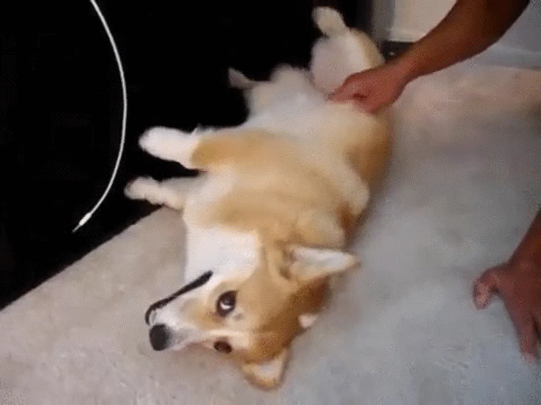 so sánh corgi pembroke và cardigan mông to