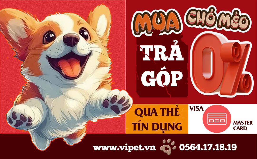 so sánh giống chó corgi pembroke cardigan