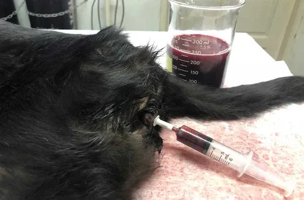 Chế độ dinh dưỡng đặc biệt cho mèo bị sỏi thận