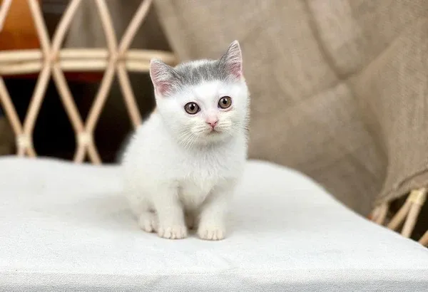 Sự khác biệt rõ rệt giữa cấu trúc bộ lông của giống mèo Anh lông ngắn và lông dài