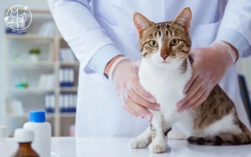 Spa chó mèo Bình Thạnh