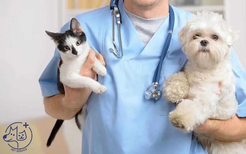 Spa chó mèo Bình Thạnh