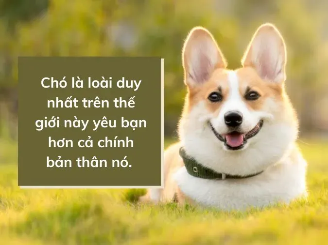 Stt về chó cưng, những câu nói hay về chó cực đáng yêu 1