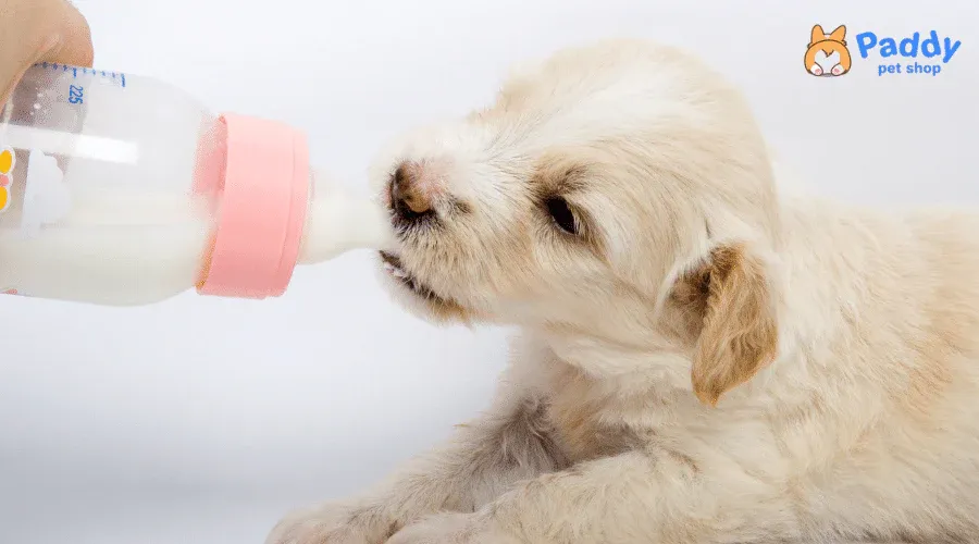 Cún con đang bú bình sữa chuyên dụng để bổ sung dinh dưỡng